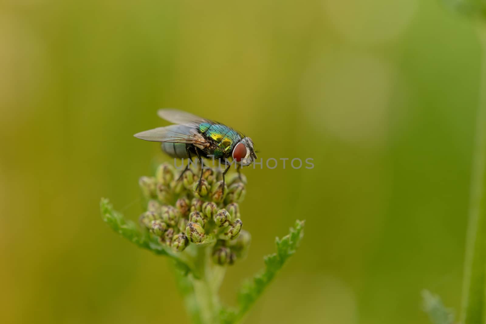 Closeup macro of a fly resting on top of a flower stem