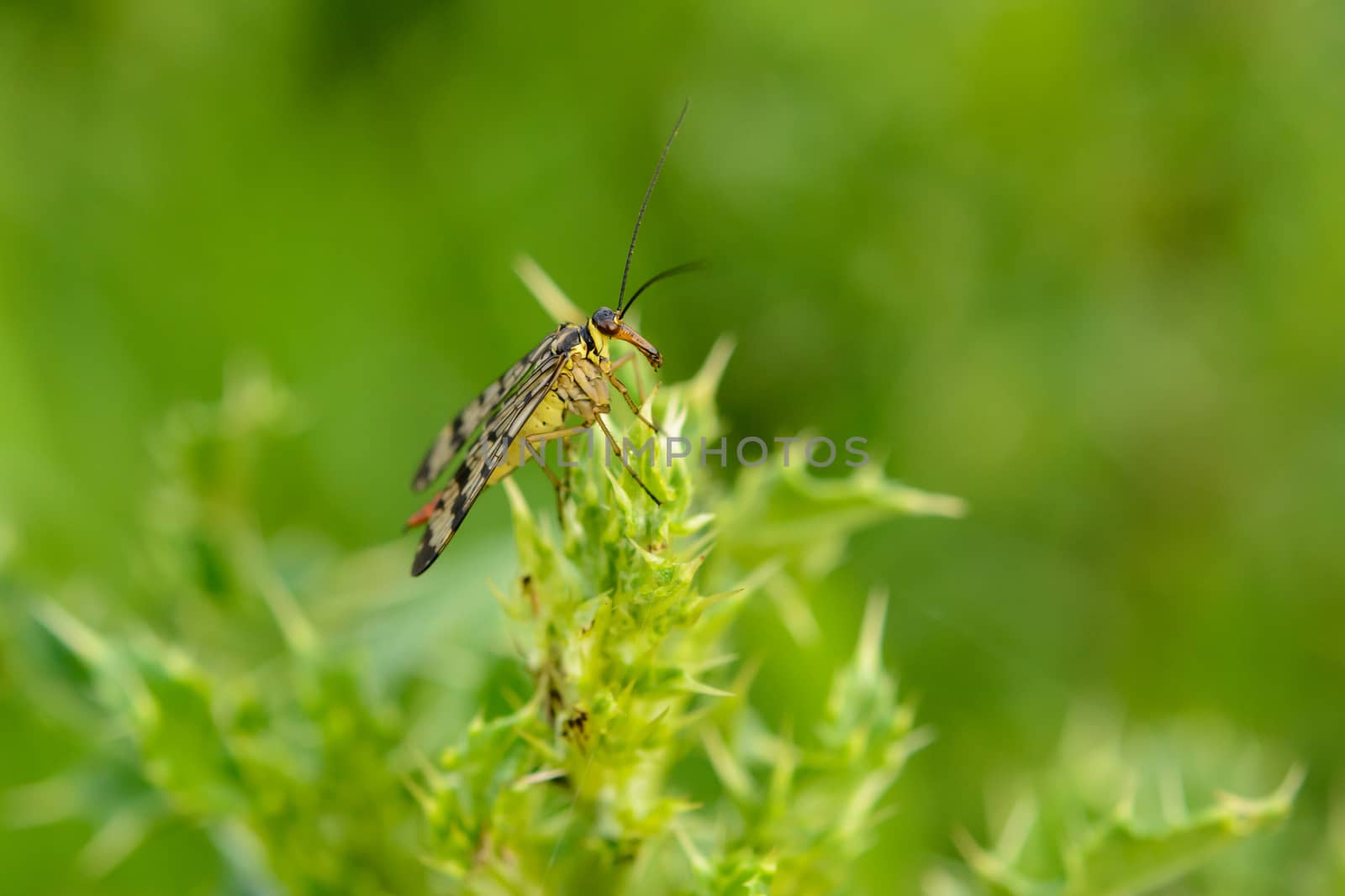 Small yellow insect resting on thorn grass