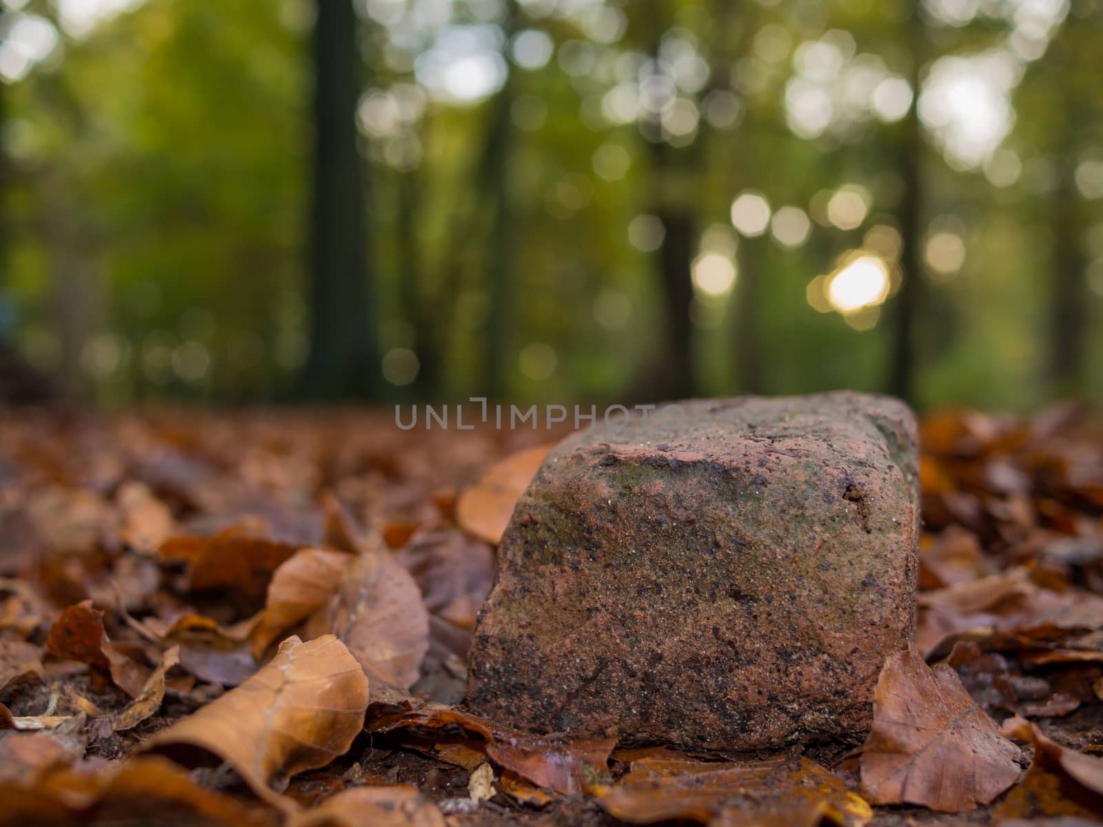 Solitary rock lying on pack of brown leaves in the forest by sunset