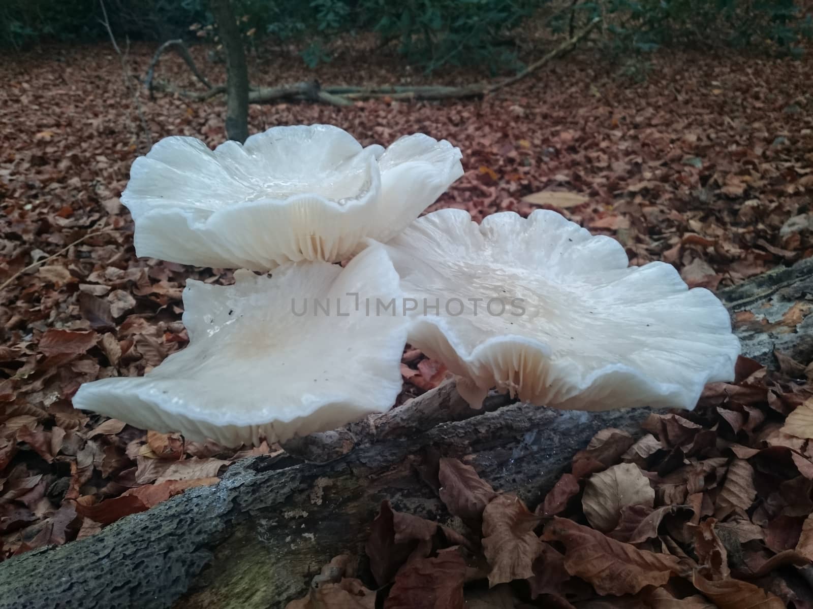 Giant flat white mushrooms growing from a tree trunk in the forest