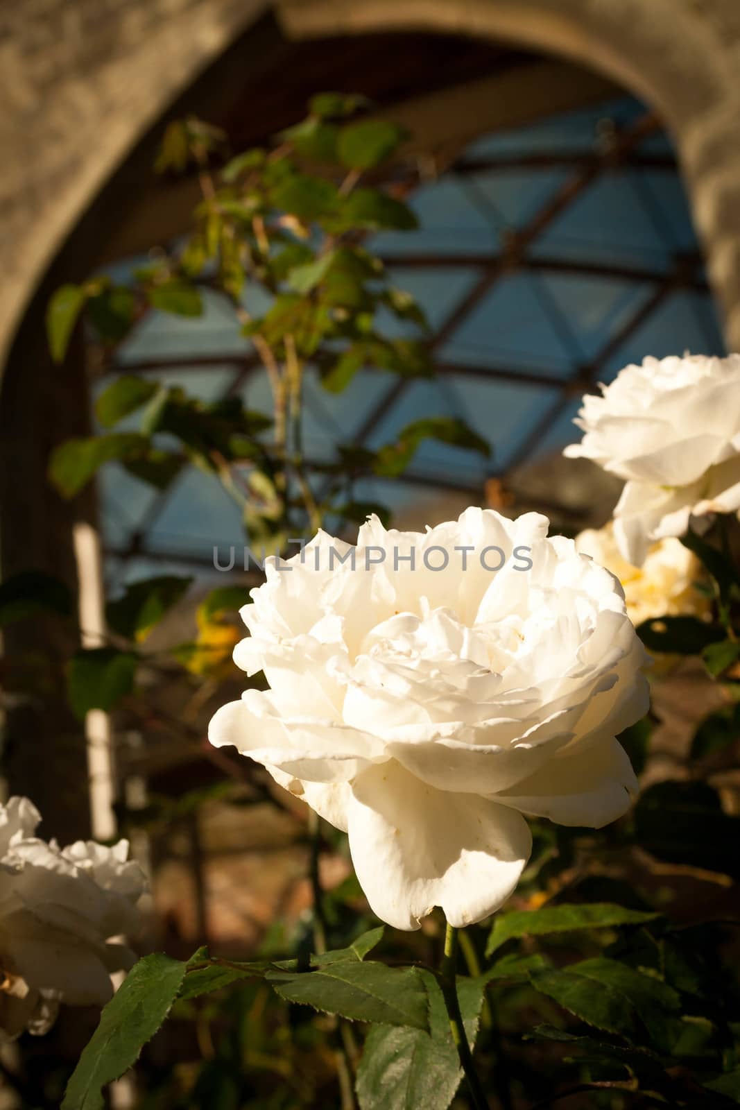 A macro of a white rose in front of an arch and a cross-hatched roof.