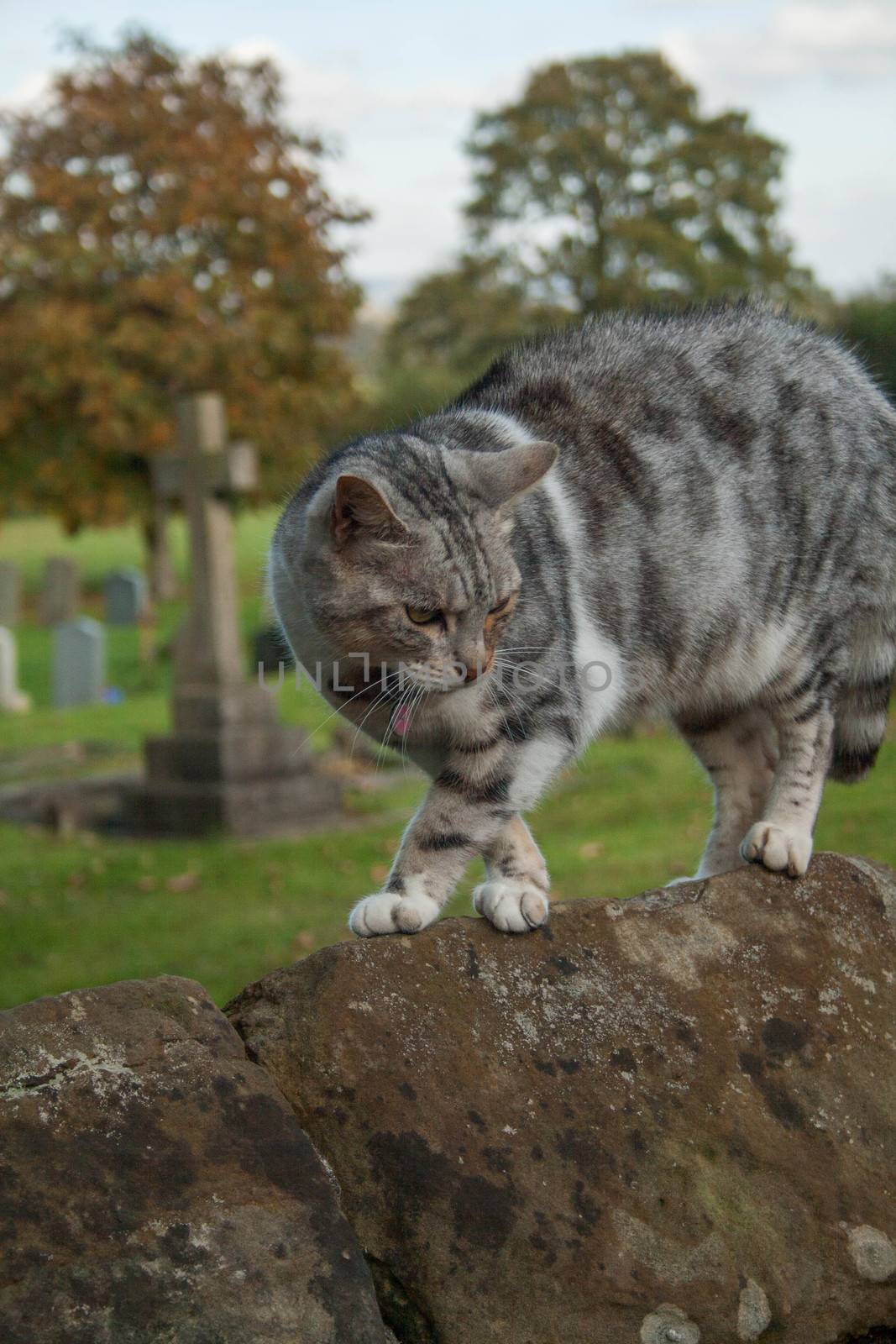 A cat scared by the presence of a dog arches it's back on a graveyard wall.