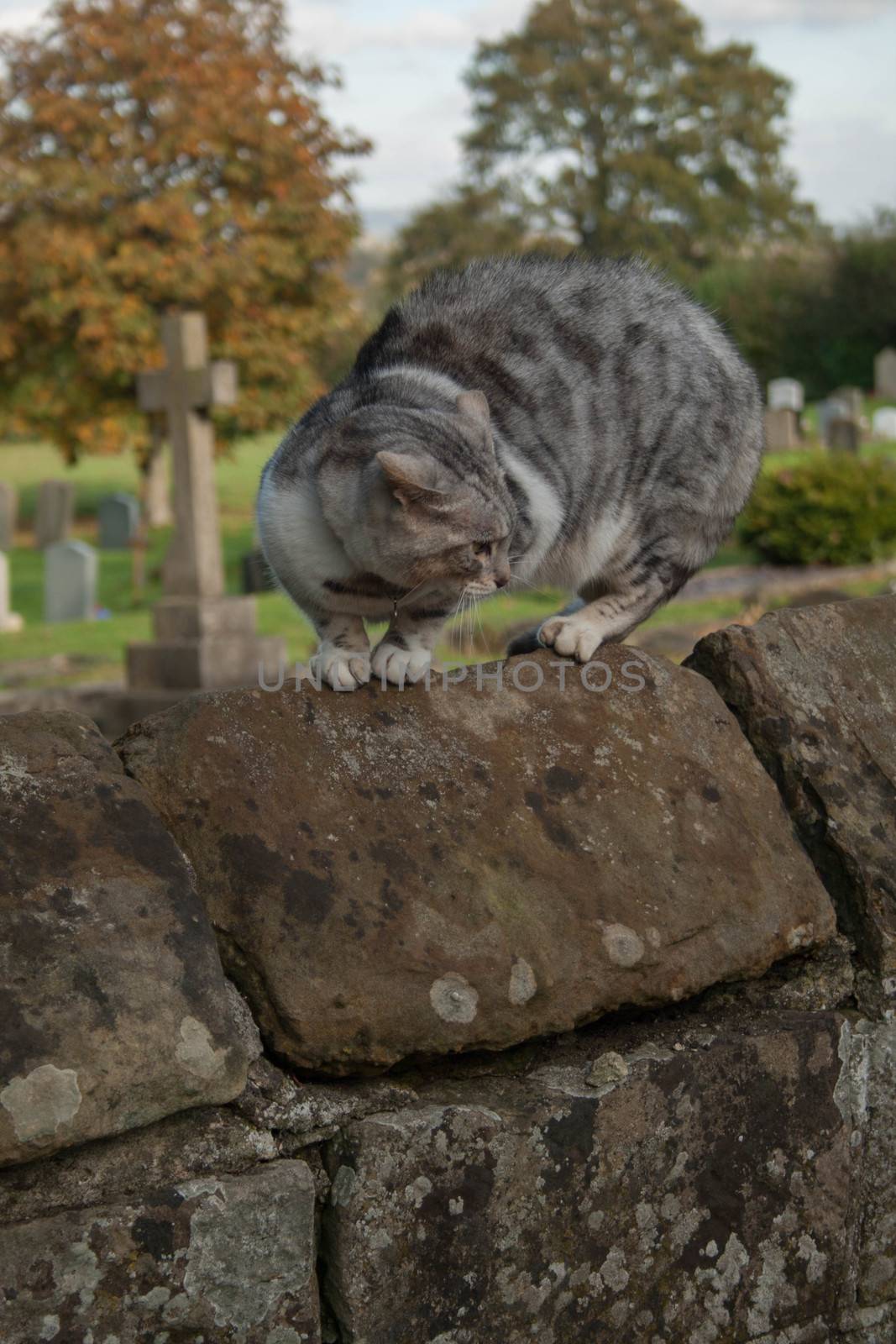 A cat scared by the presence of a dog arches it's back on a graveyard wall.