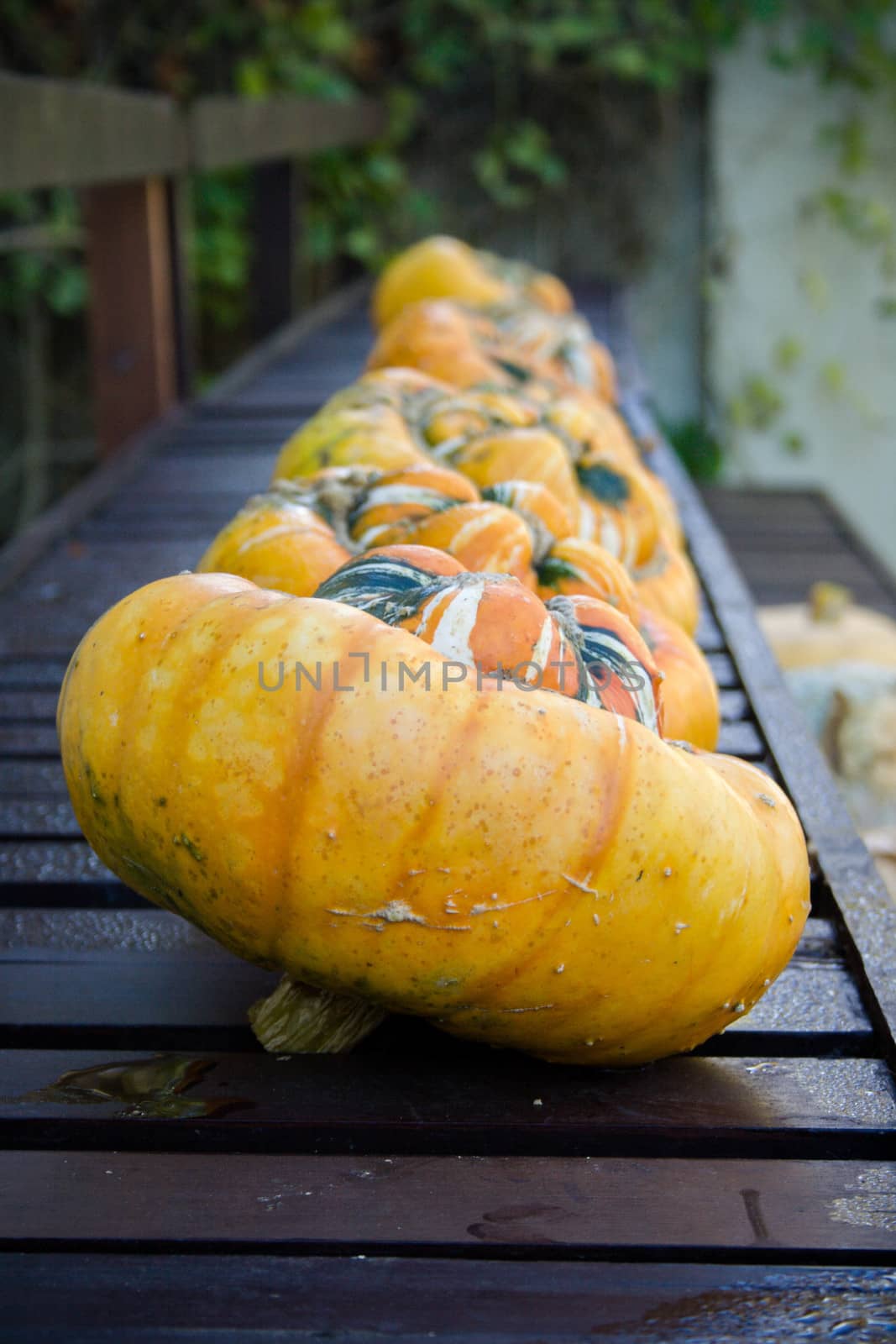 A row of pumpkins lined up on a bench in front of Charles Darwin's house.