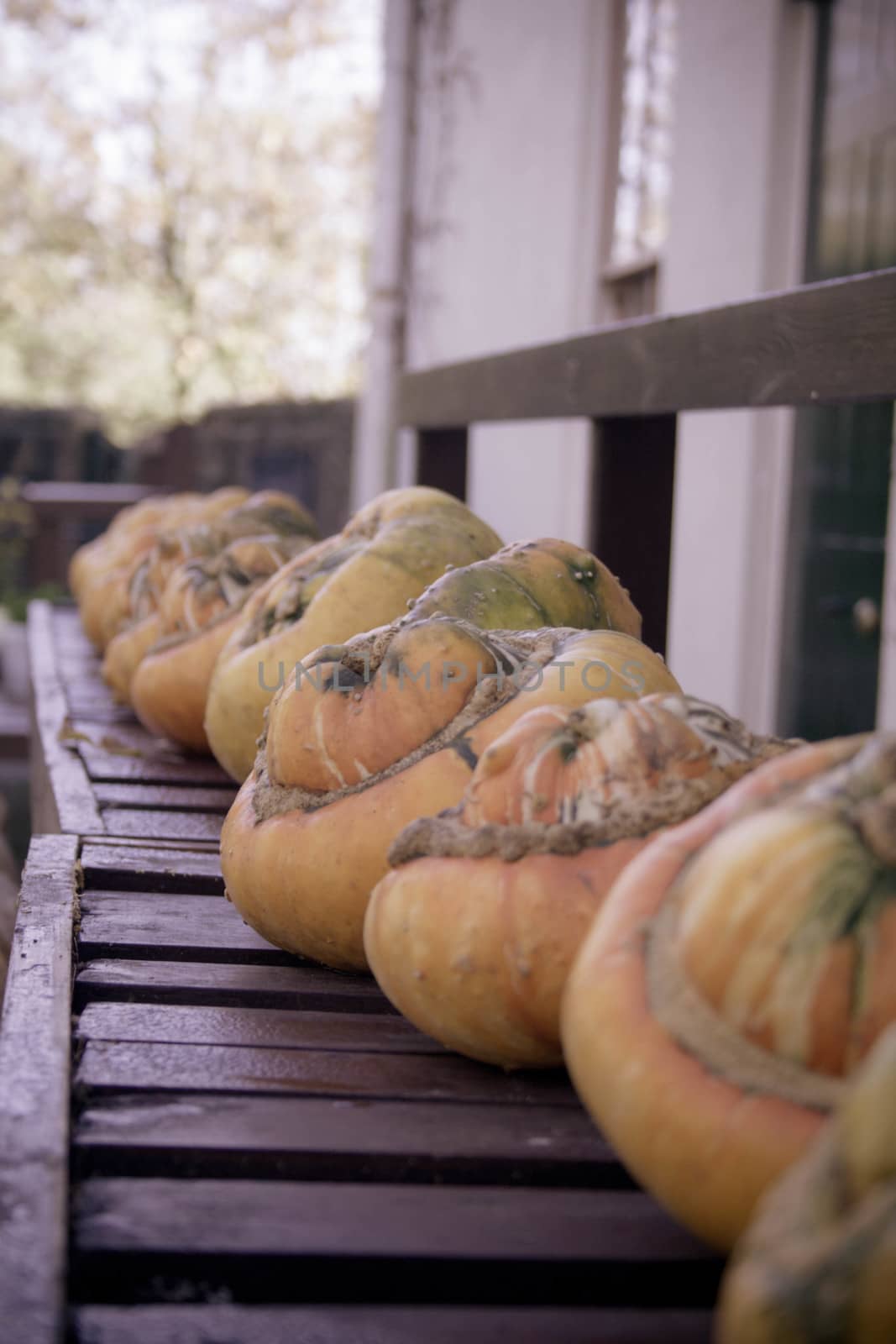 A row of pumpkins lined up on a bench in front of Charles Darwin's house.