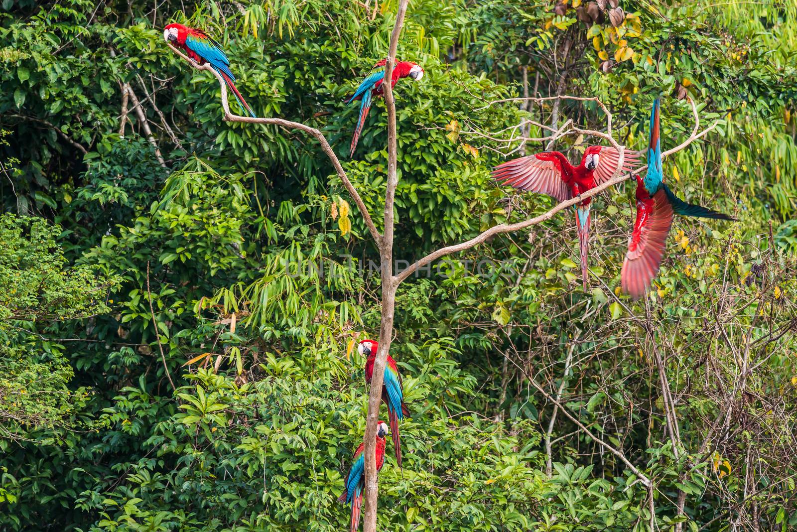 flock of macaws standing in a three in the peruvian Amazon jungl by PIXSTILL