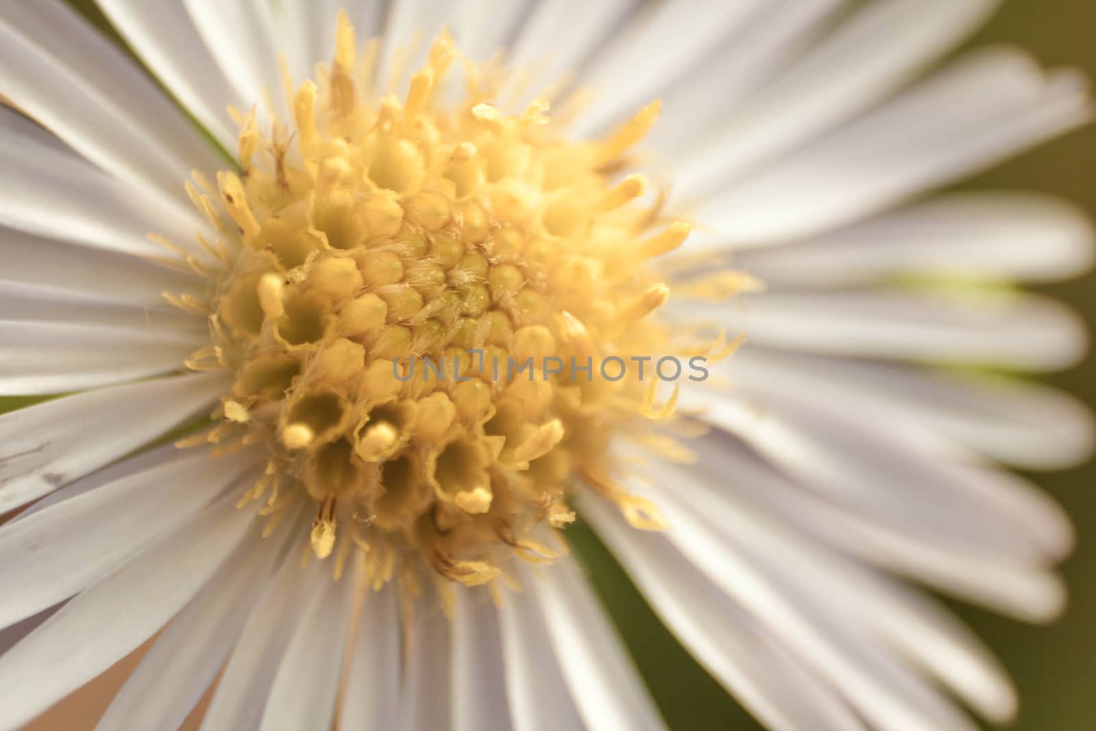A close up, macro shot of a daisy.