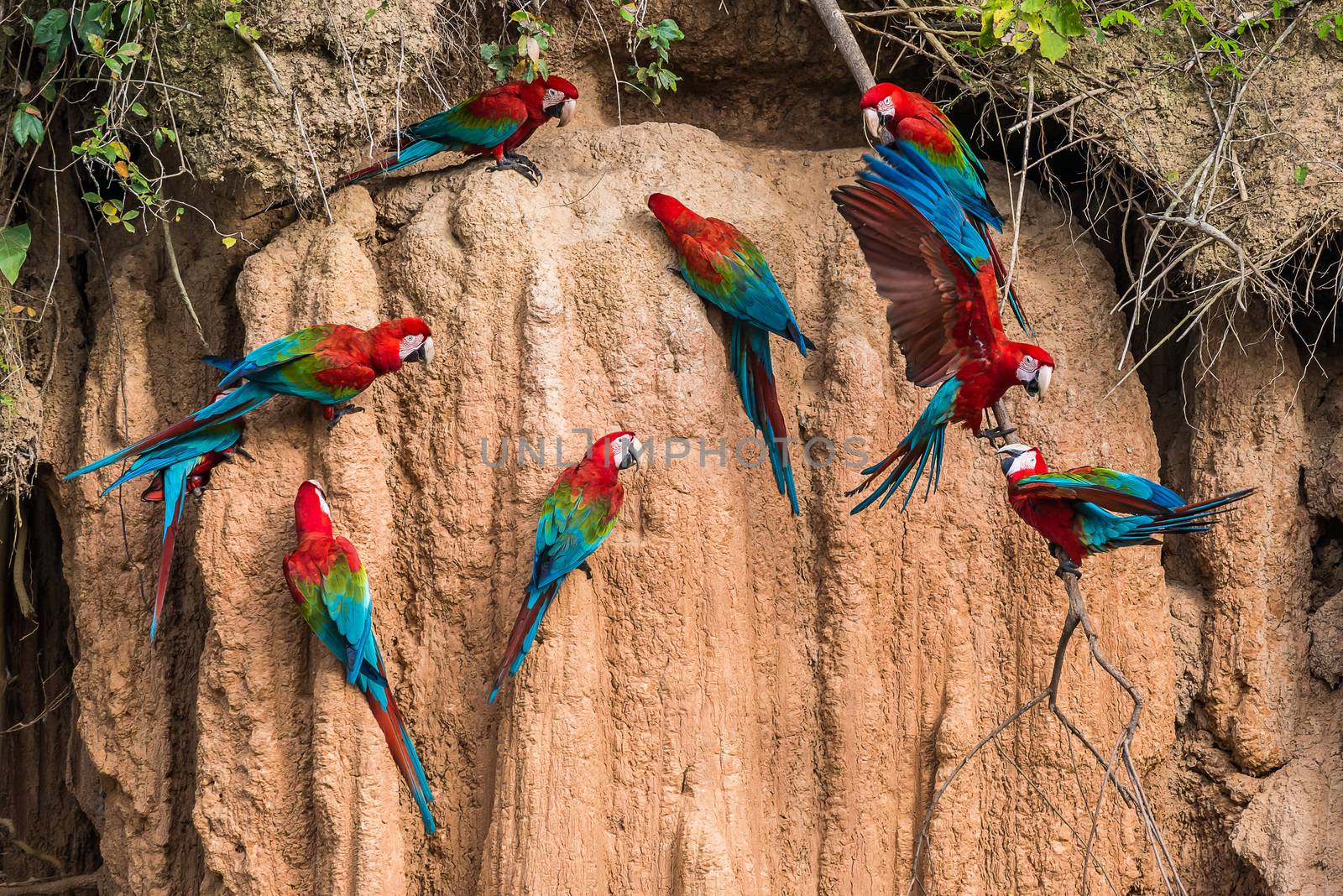 macaws in clay lick in the peruvian Amazon jungle at Madre de Dios Peru