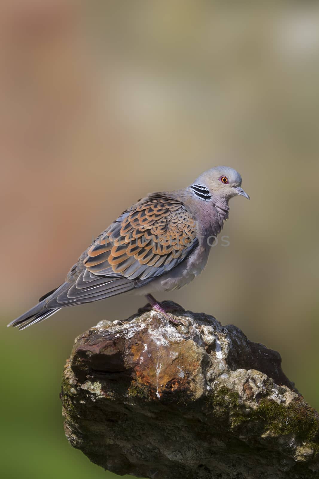 Turtle Dove by chris2766