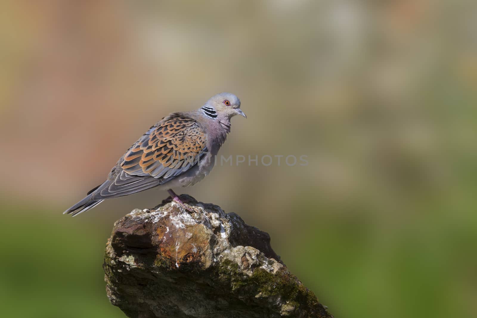 Turtle Dove standing on old iron