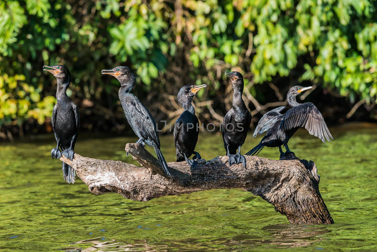 cormorants standing in branch in the peruvian Amazon jungle at Madre de Dios Peru