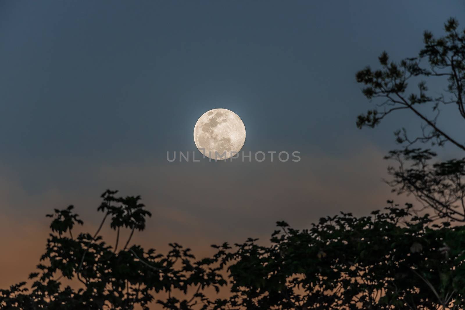 full moon in the peruvian Amazon jungle at Madre de Dios Peru by PIXSTILL