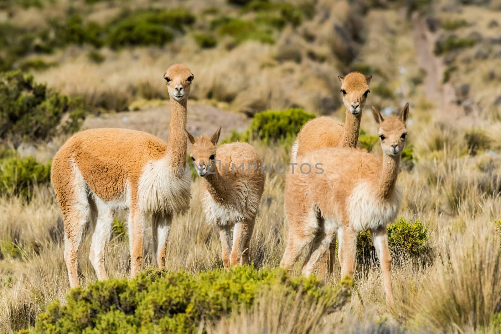 Vicunas in the peruvian Andes at Arequipa Peru