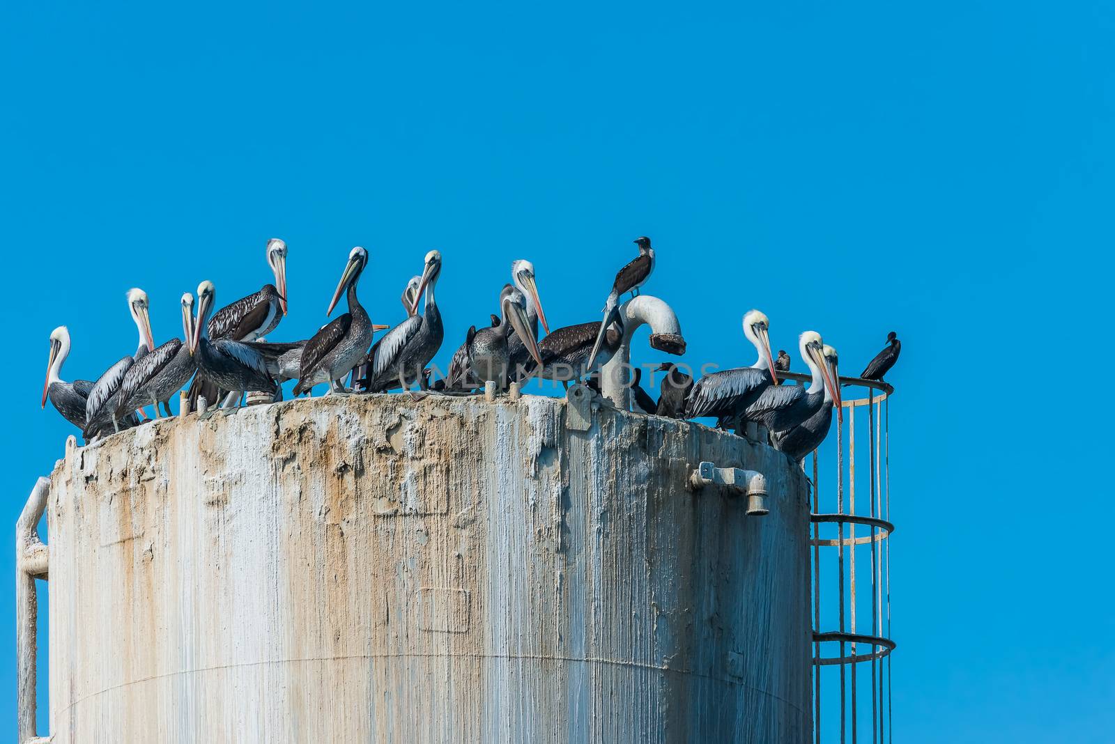 flock of pelicans on oil rig in the peruvian coast at Piura Peru