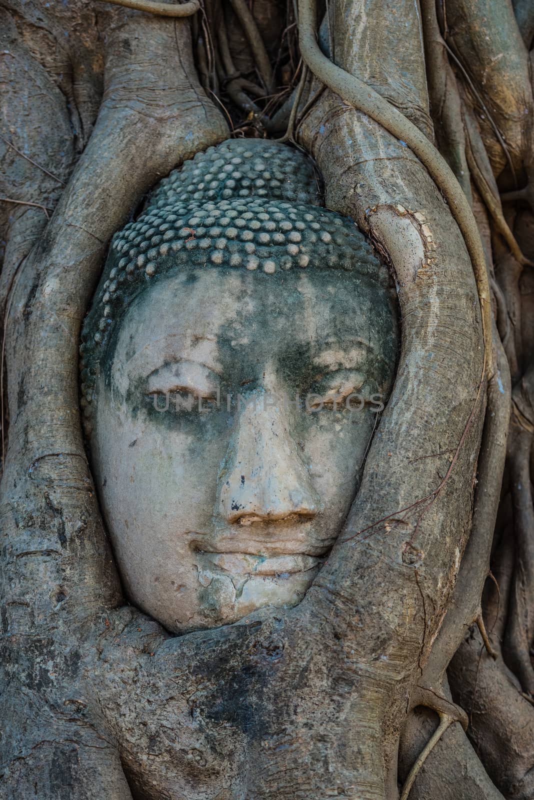 Buddha Head in banyan tree roots Wat Mahatha Ayutthaya Bangkok Thailand