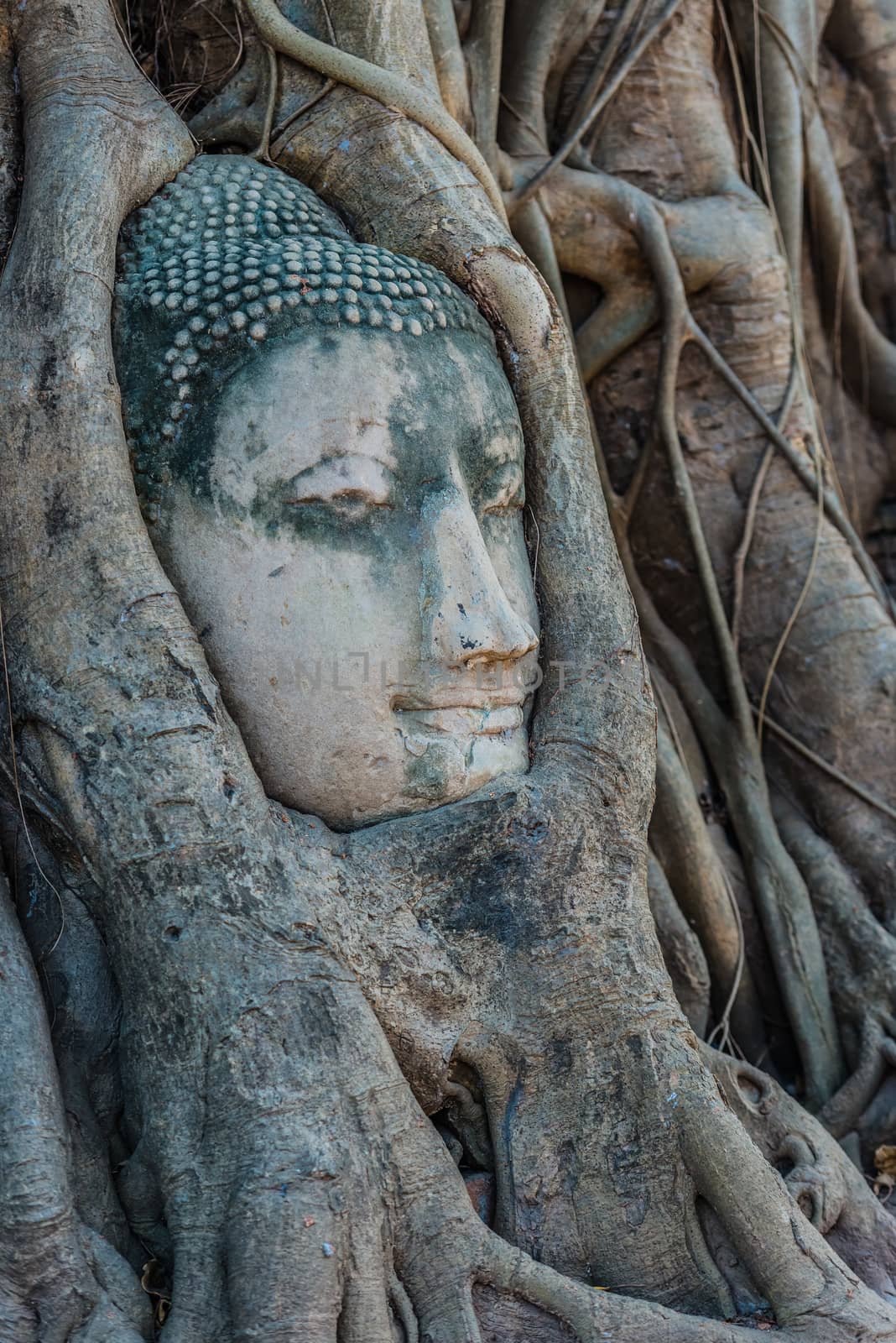 Buddha Head banyan tree Wat Mahathat Ayutthaya bangkok Thailand by PIXSTILL