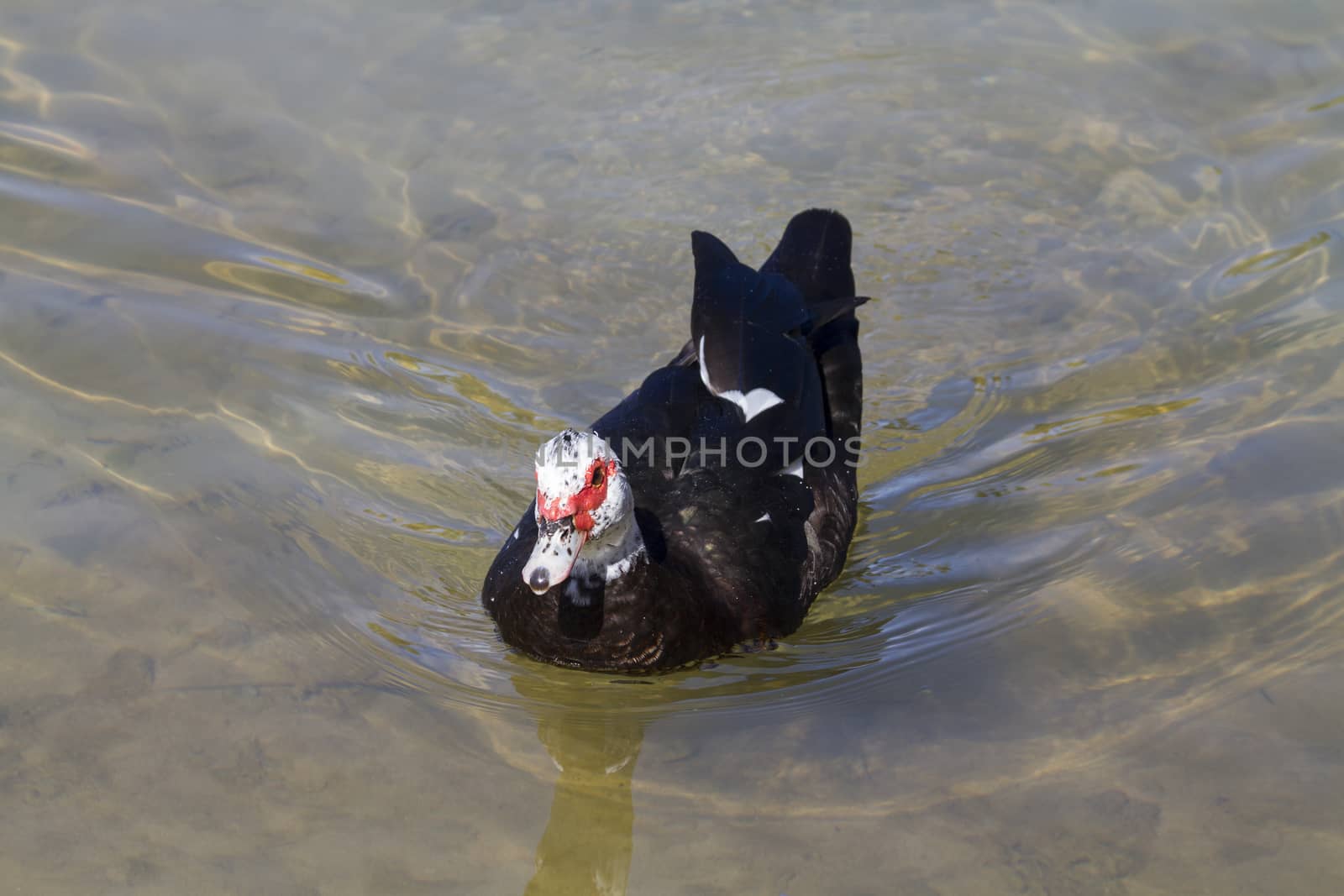 Muscovy Duck  (Cairina moschata) in the water