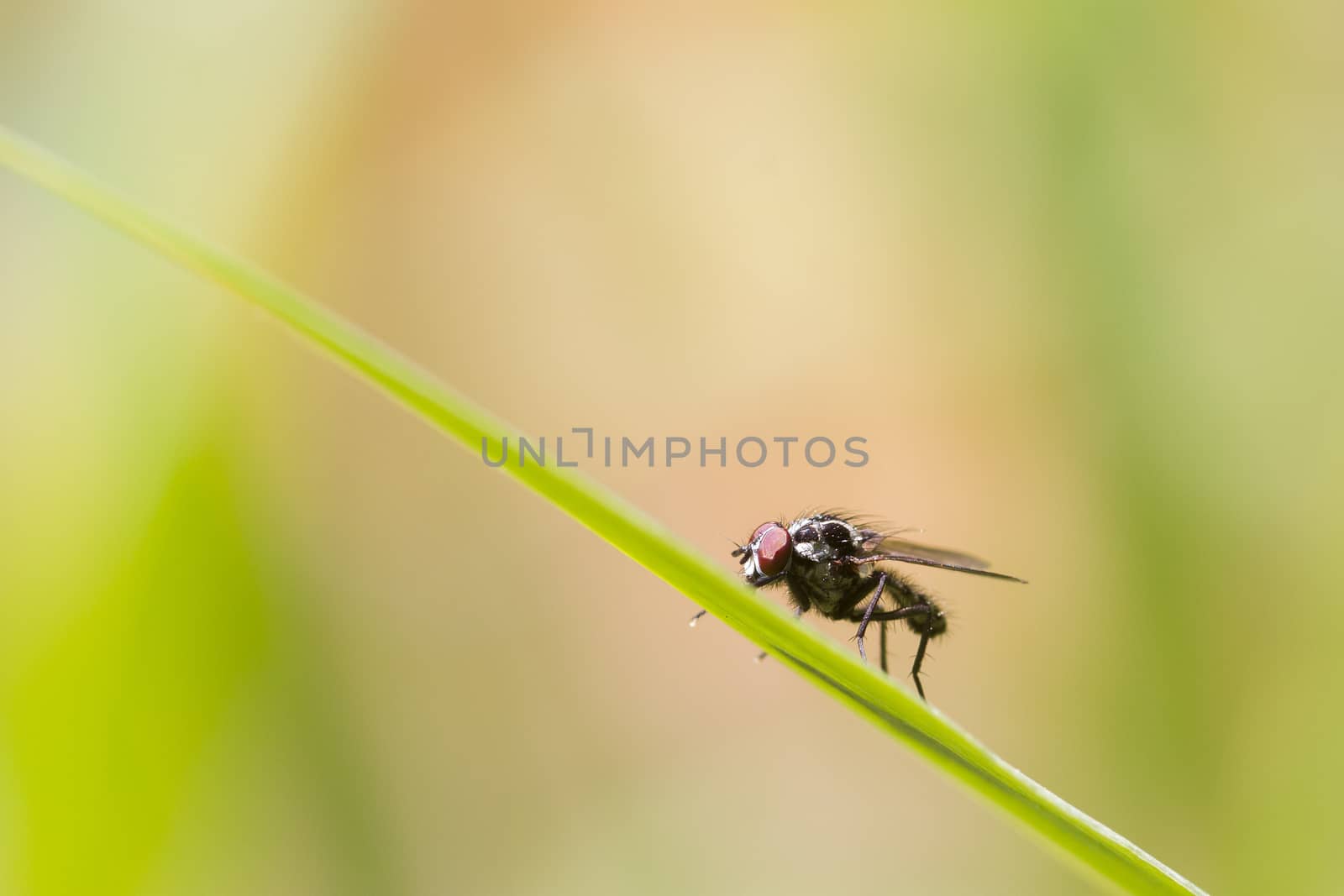 Fly on a blade of grass closeup macro shot