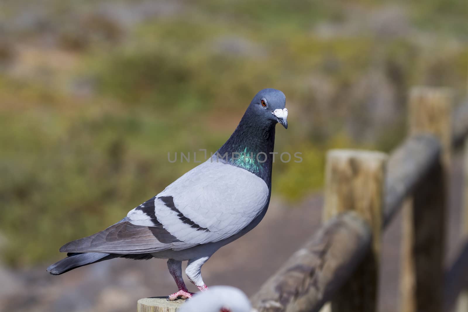 A Beautiful Pigeon in the wild closeup