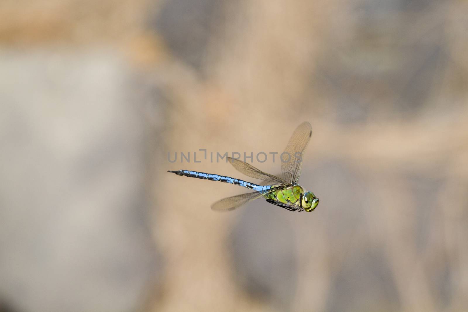 Emperor dragonfly  (Anax imperator) closeup in flight