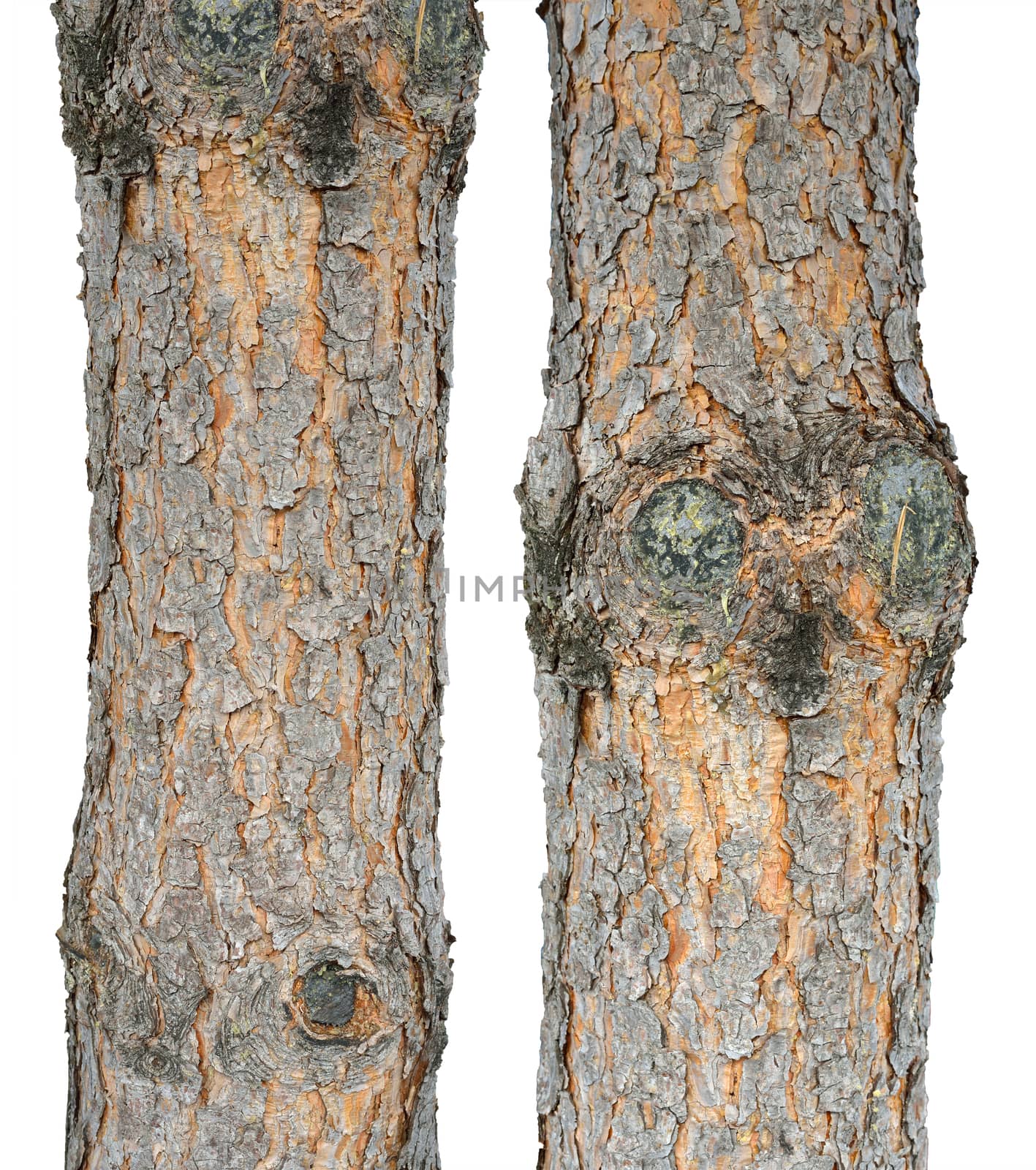 Two pine trunks close up view white background