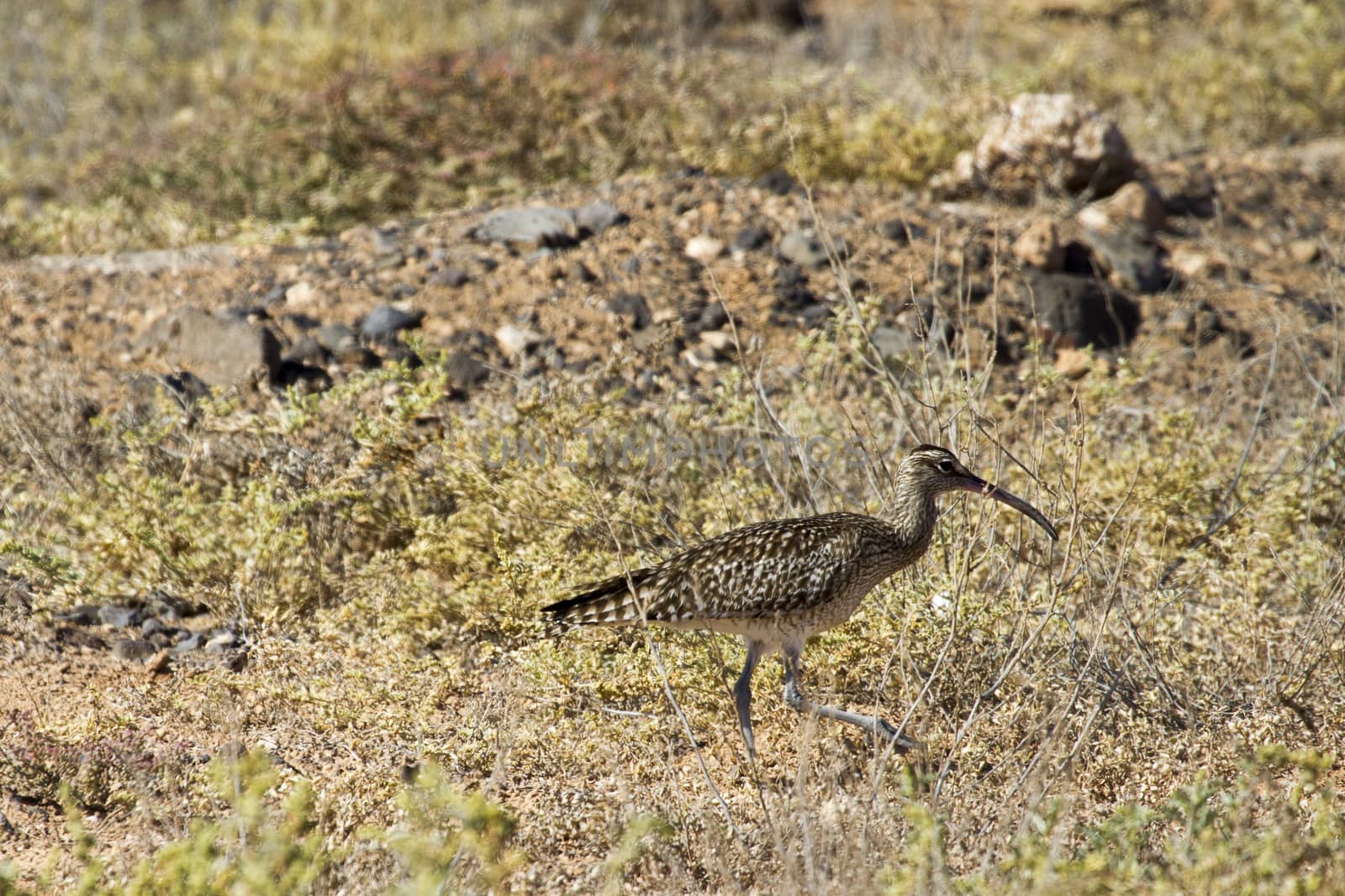 Whimbrel (Numenius Phaeopus) in the wild