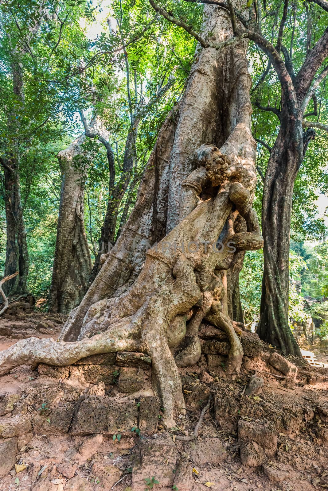 Angkor Thom Cambodia by PIXSTILL