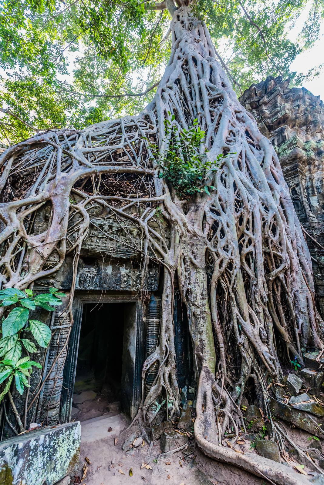 Ta Prohm Angkor Wat Cambodia by PIXSTILL
