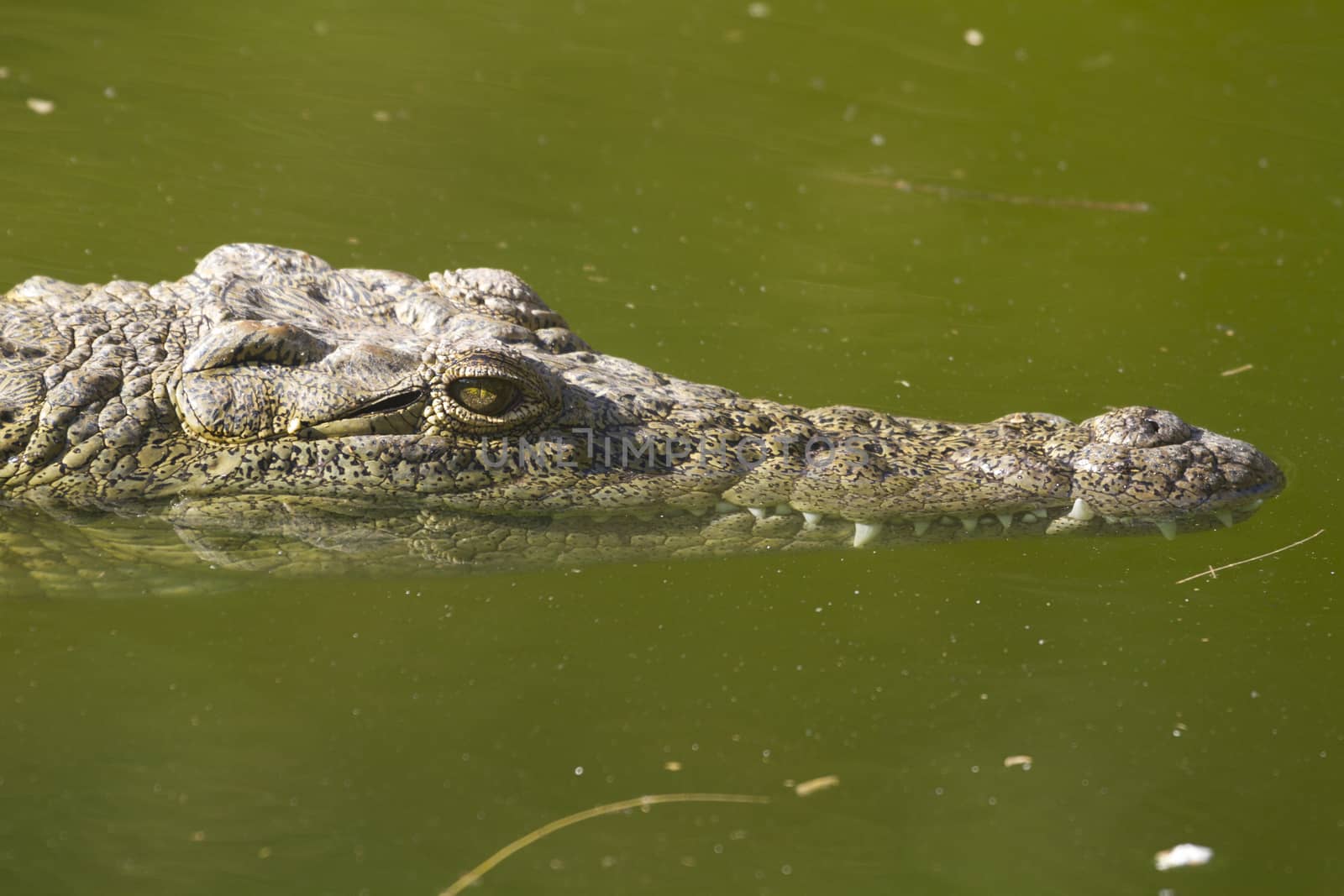 Alligator (Alligator Mississippiensis) in the water