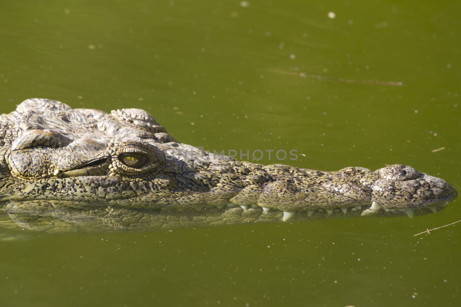 Alligator (Alligator Mississippiensis) in the water