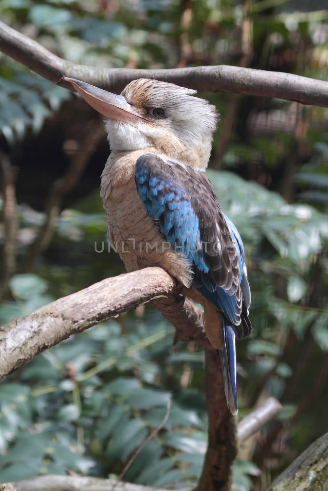Blue winged kookaburra an a perch
