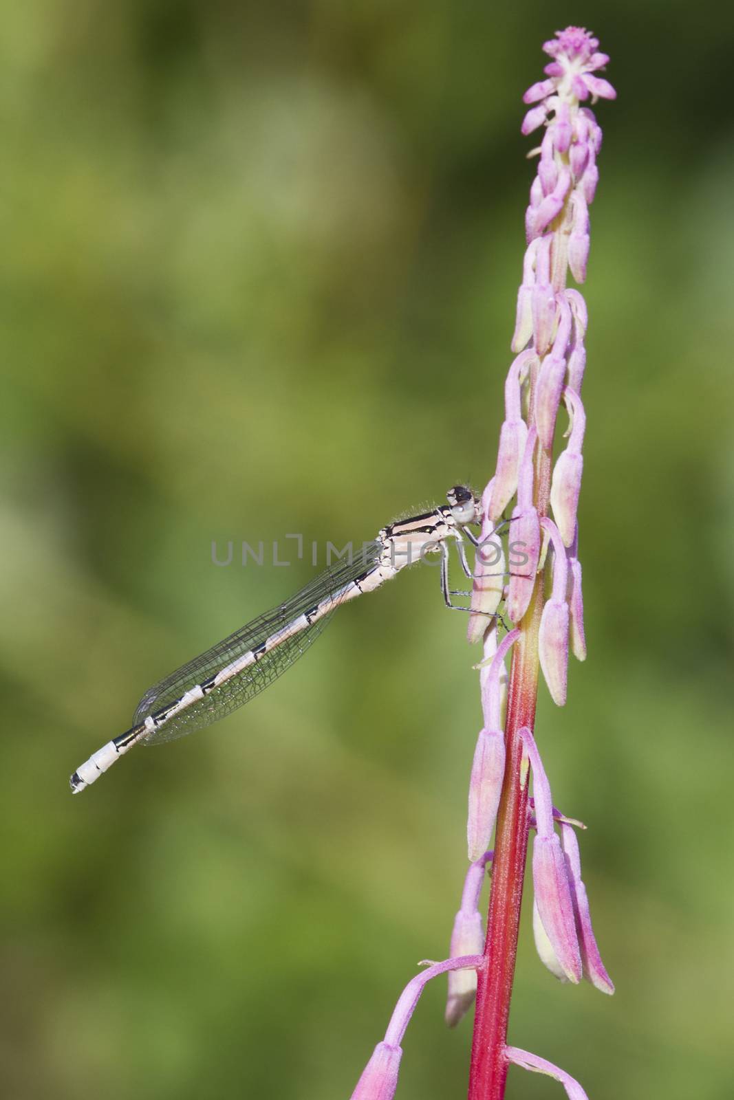 Beautiful Damselfly perched on a pink flower
