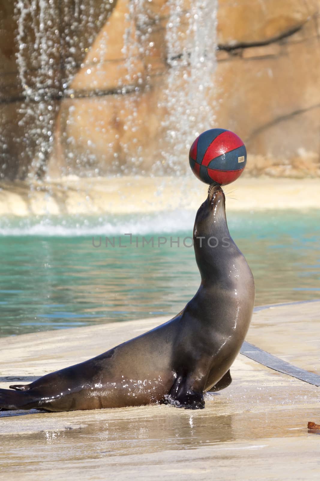 Sea Lion playing with a ball closeup