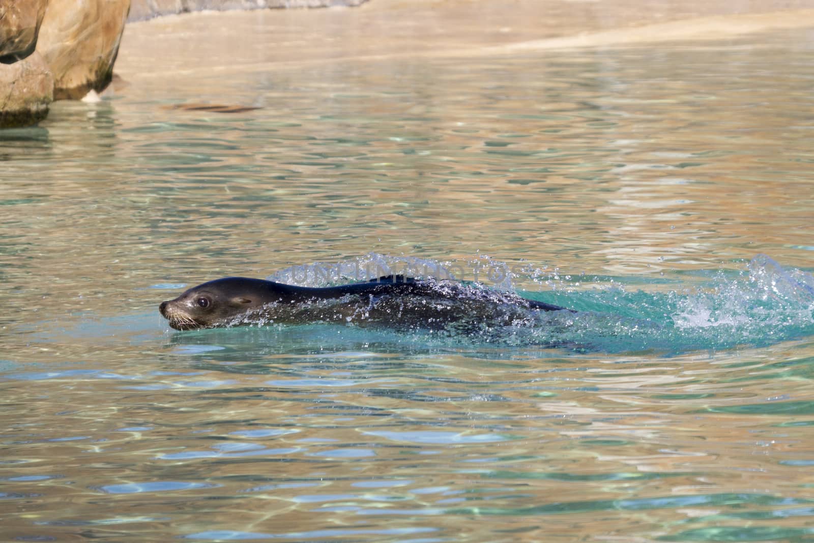 Sea Lion swimming  in the water closeup