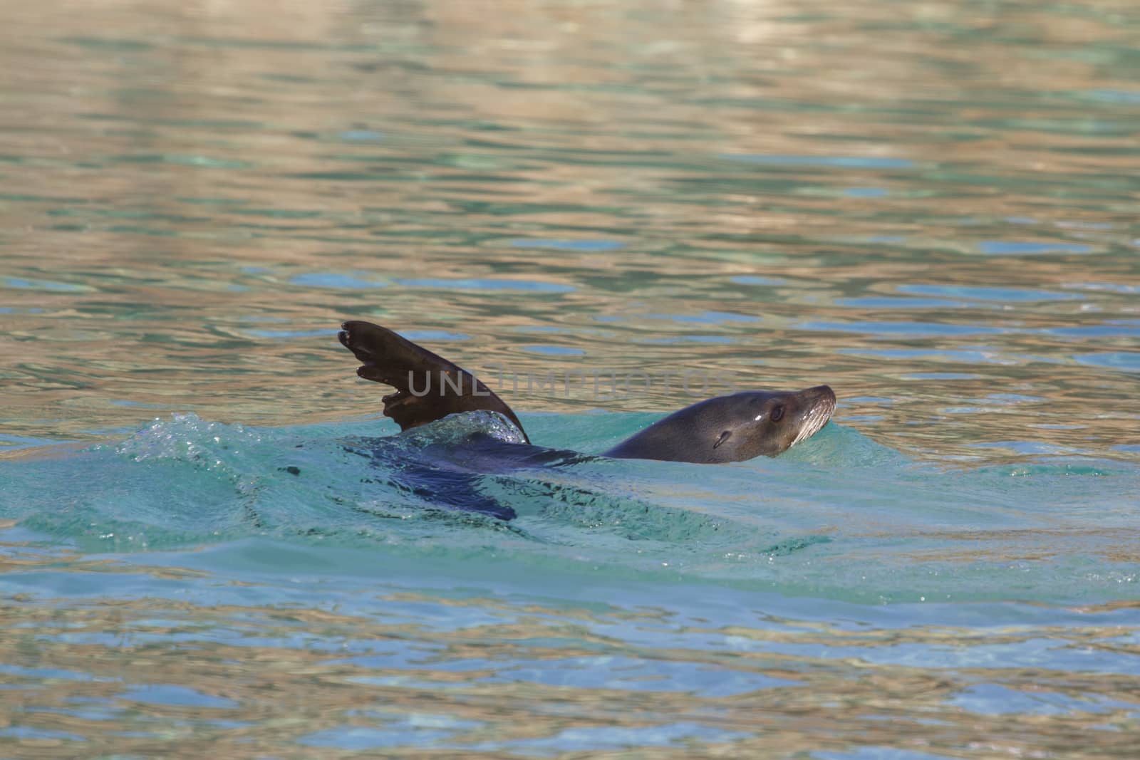 Sea Lion relaxing in the water closeup