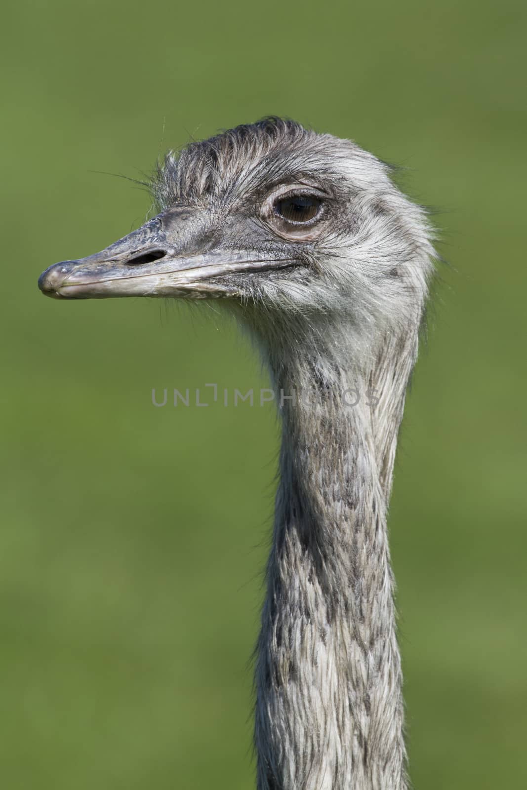 Ostrich in the wild closeup on a green background
