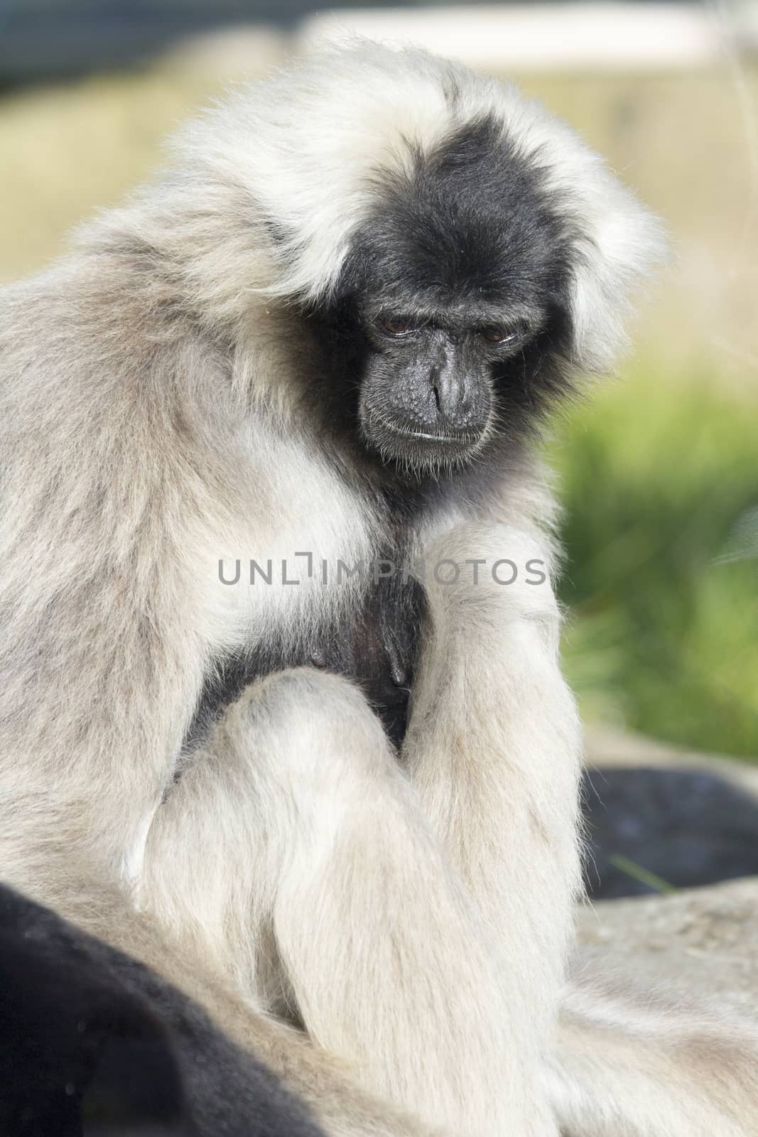 Gibbon by chris2766