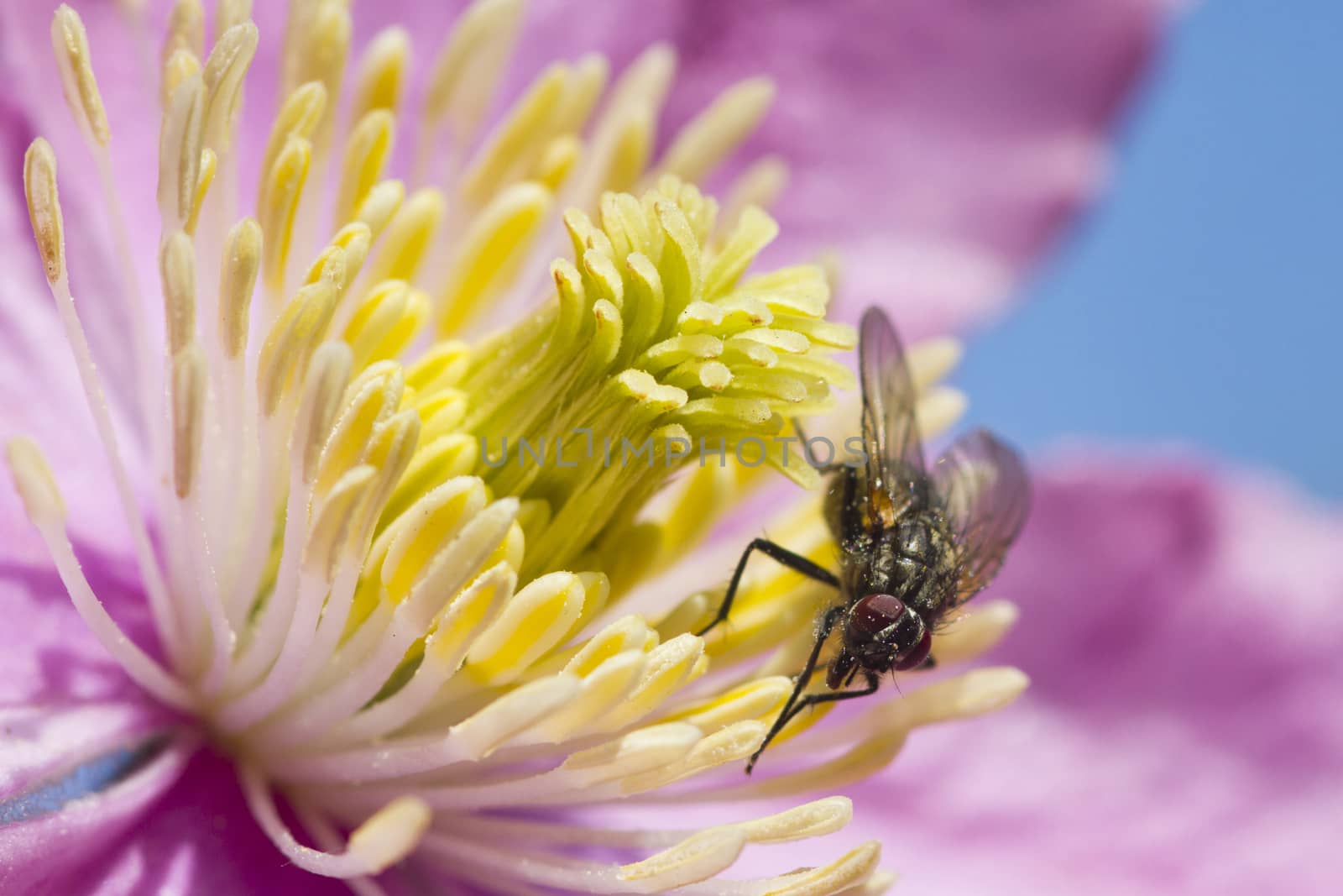 Clematis flower with a Fly perched closeup
