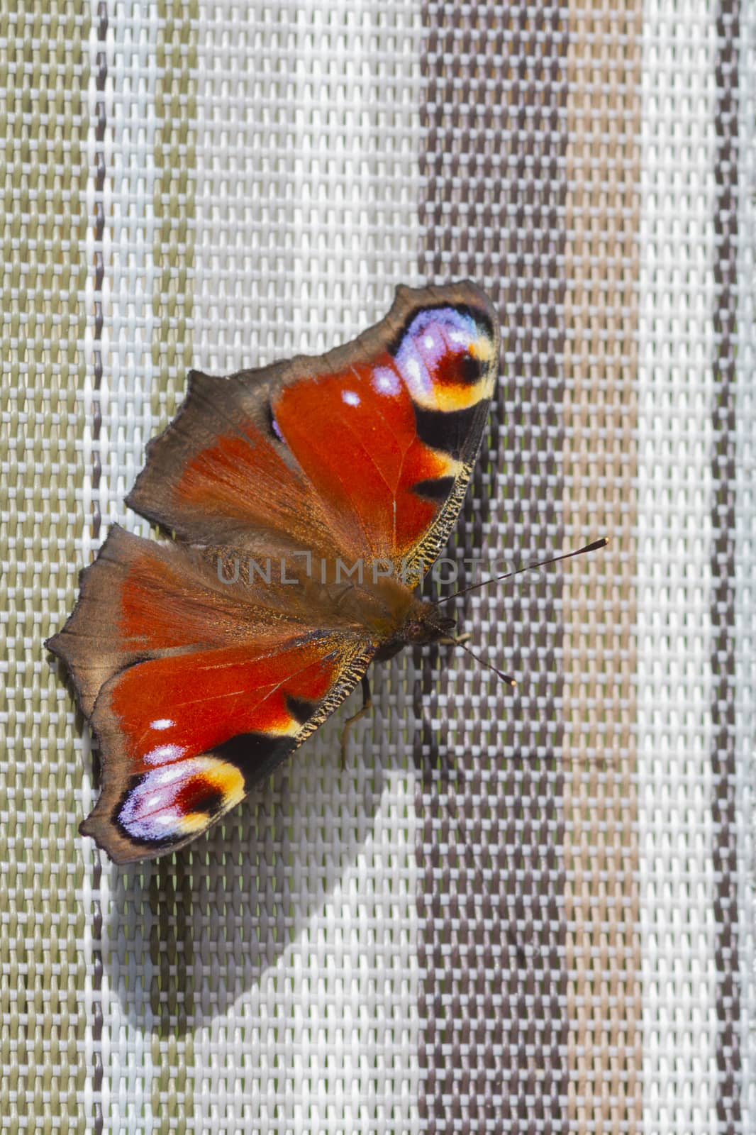 Peacock butterfly  ( Inachis io) closeup on a deck chair