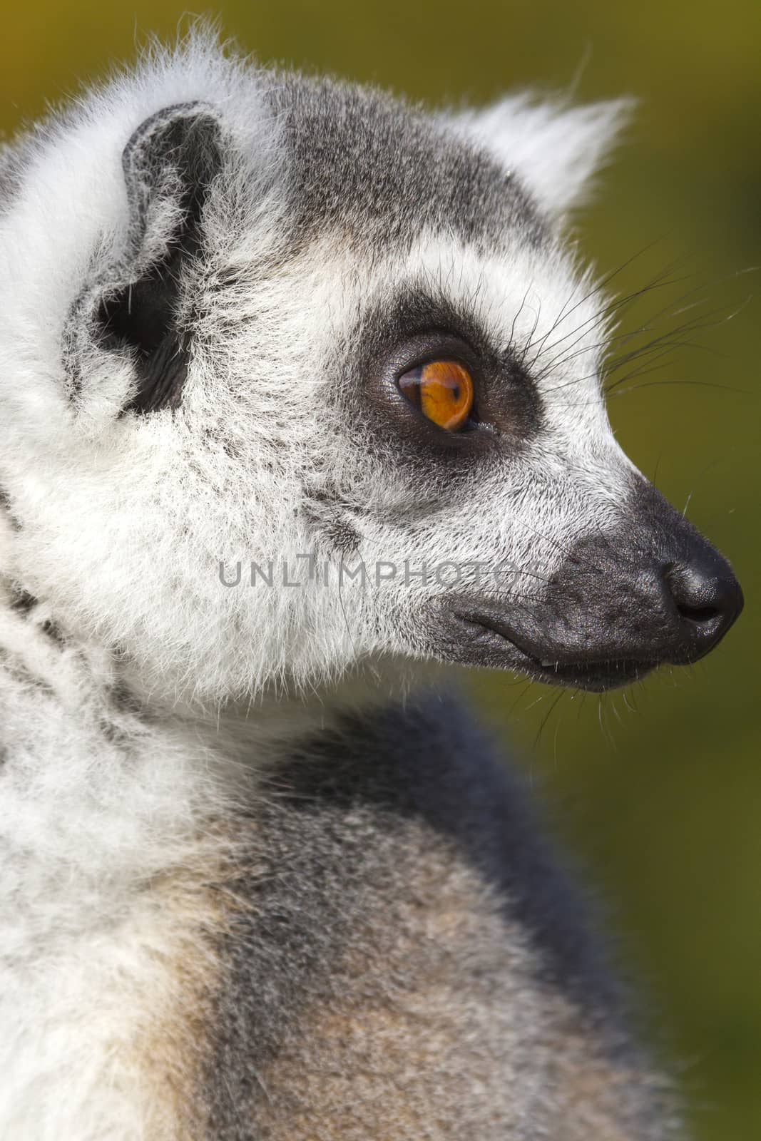 Ring-tailed lemur  (Lemur catta) resting in the wild