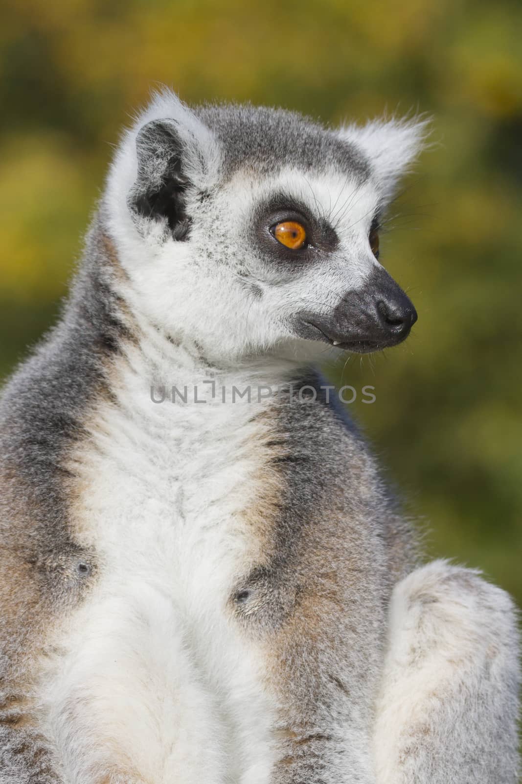 Ring-tailed lemur  (Lemur catta) resting in the wild