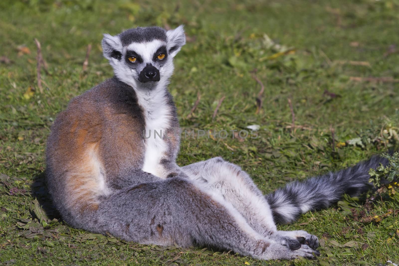 Ring-tailed lemur  (Lemur catta) resting in the wild