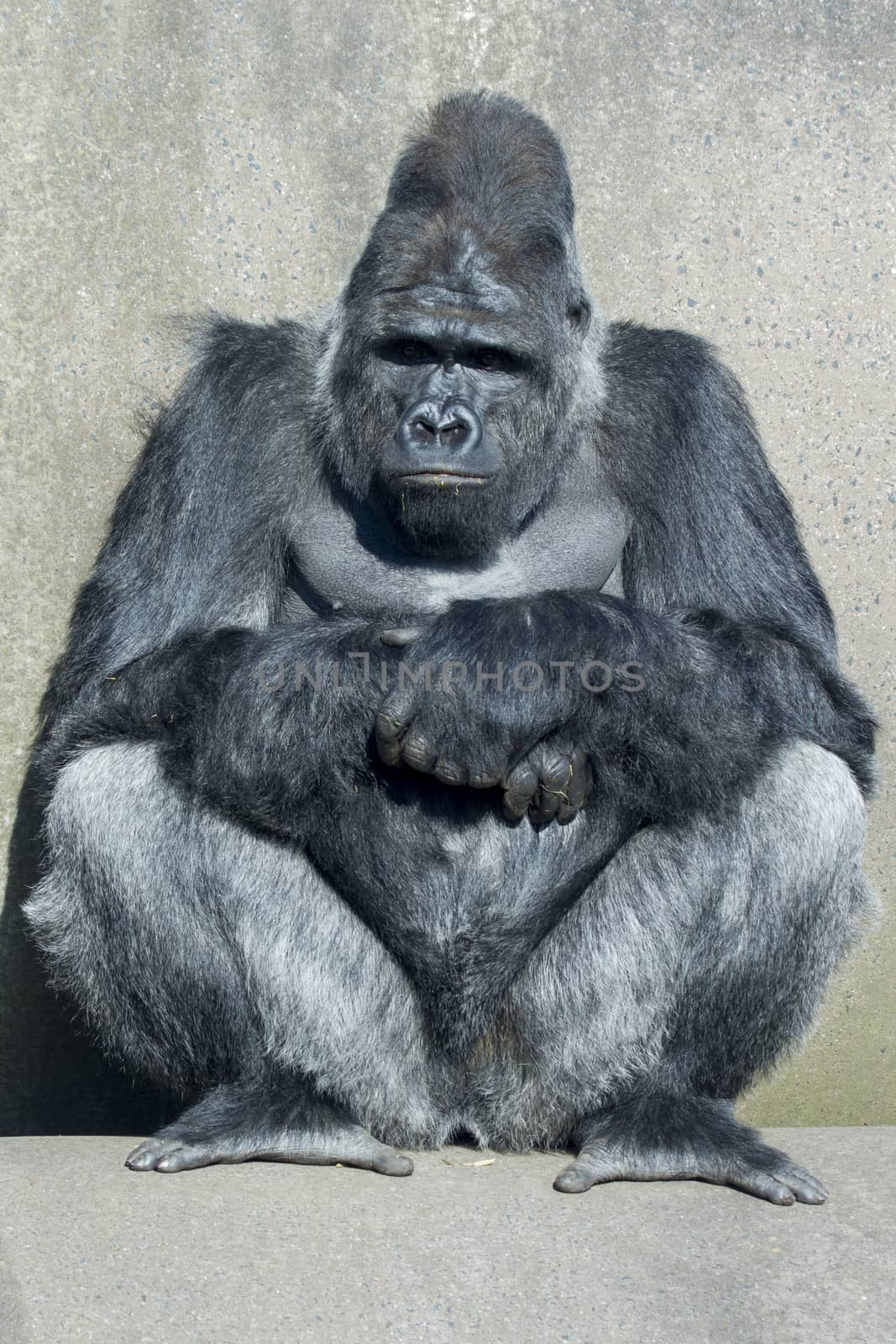 A big silverback  gorilla sitting on concrete