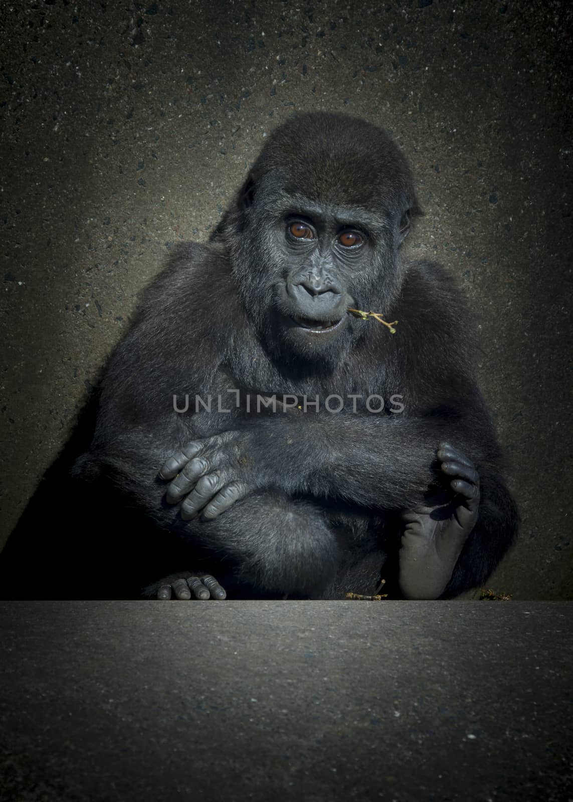 A baby female gorilla sitting on concrete low key