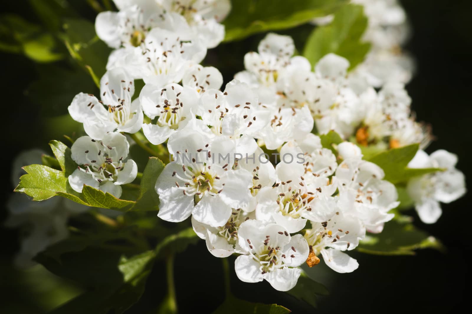 Hawthorn flowers closeup with a dark background