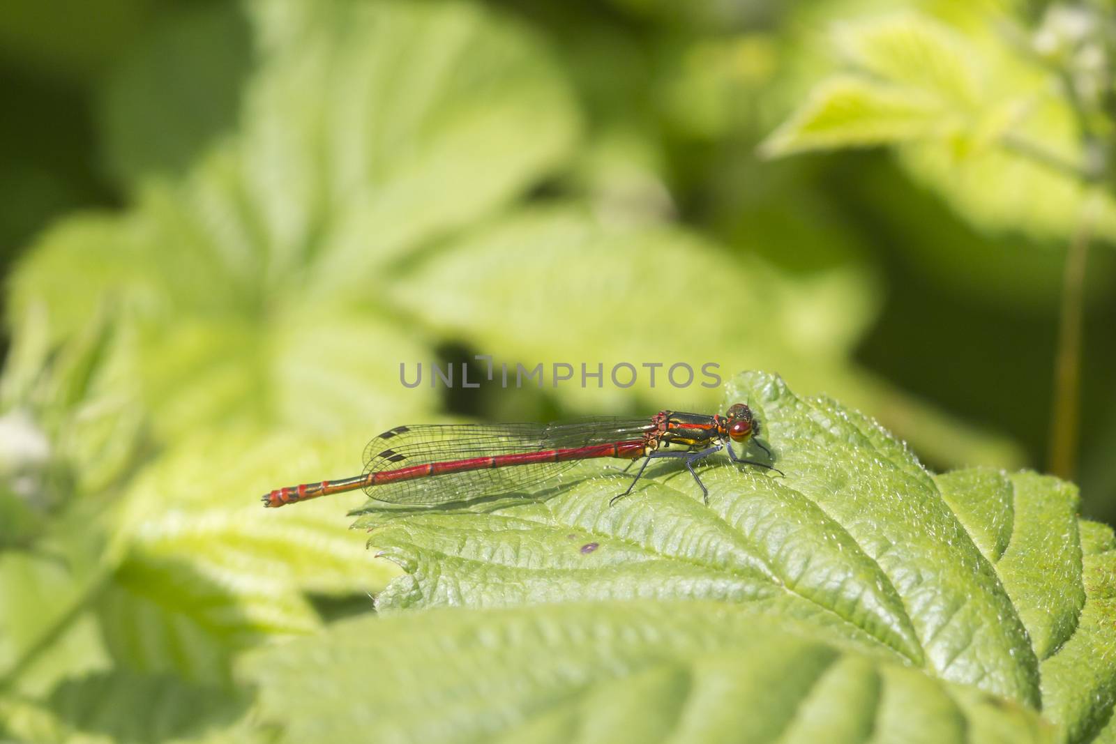 Red damselfly by chris2766