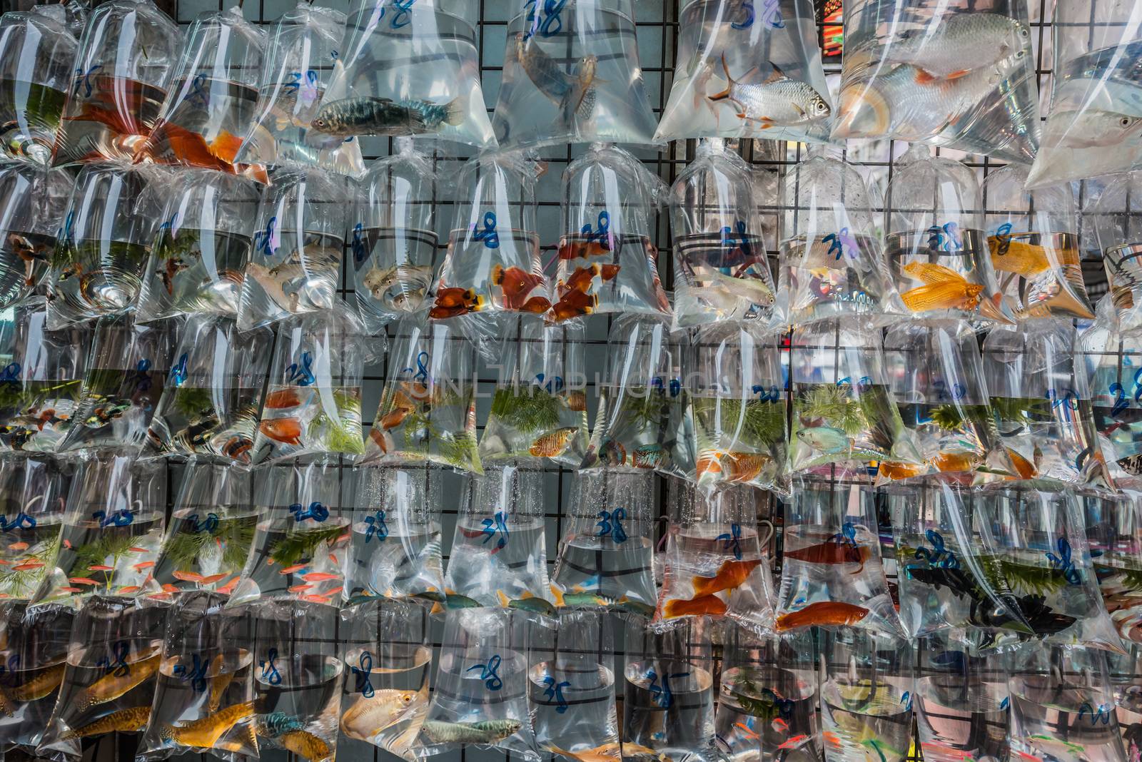 goldfish market Mong Kok Kowloon Hong Kong  by PIXSTILL