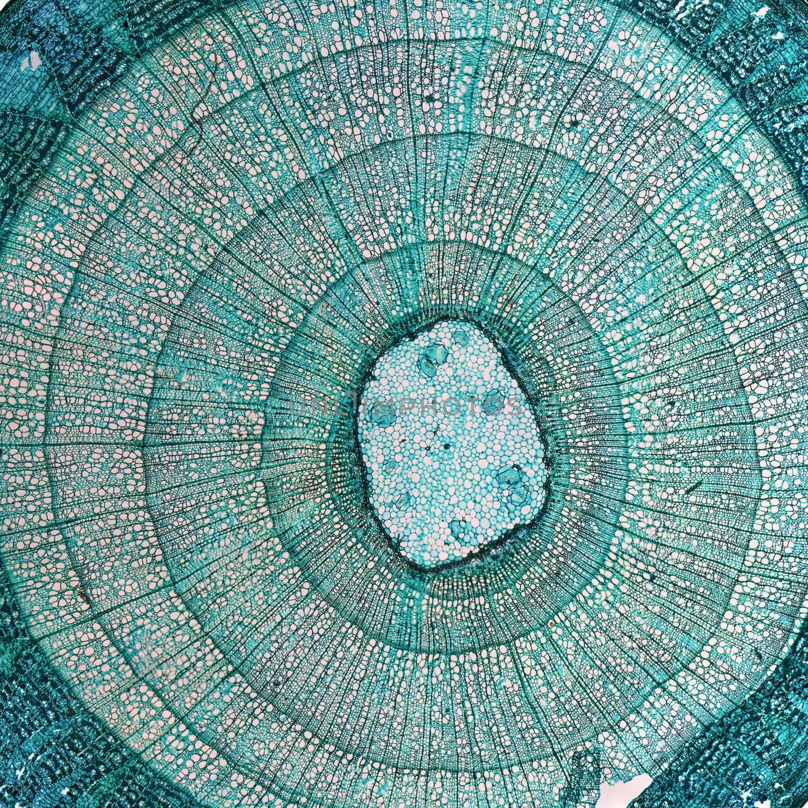 High resolution light photomicrograph of tilia stem cross section seen through a microscope