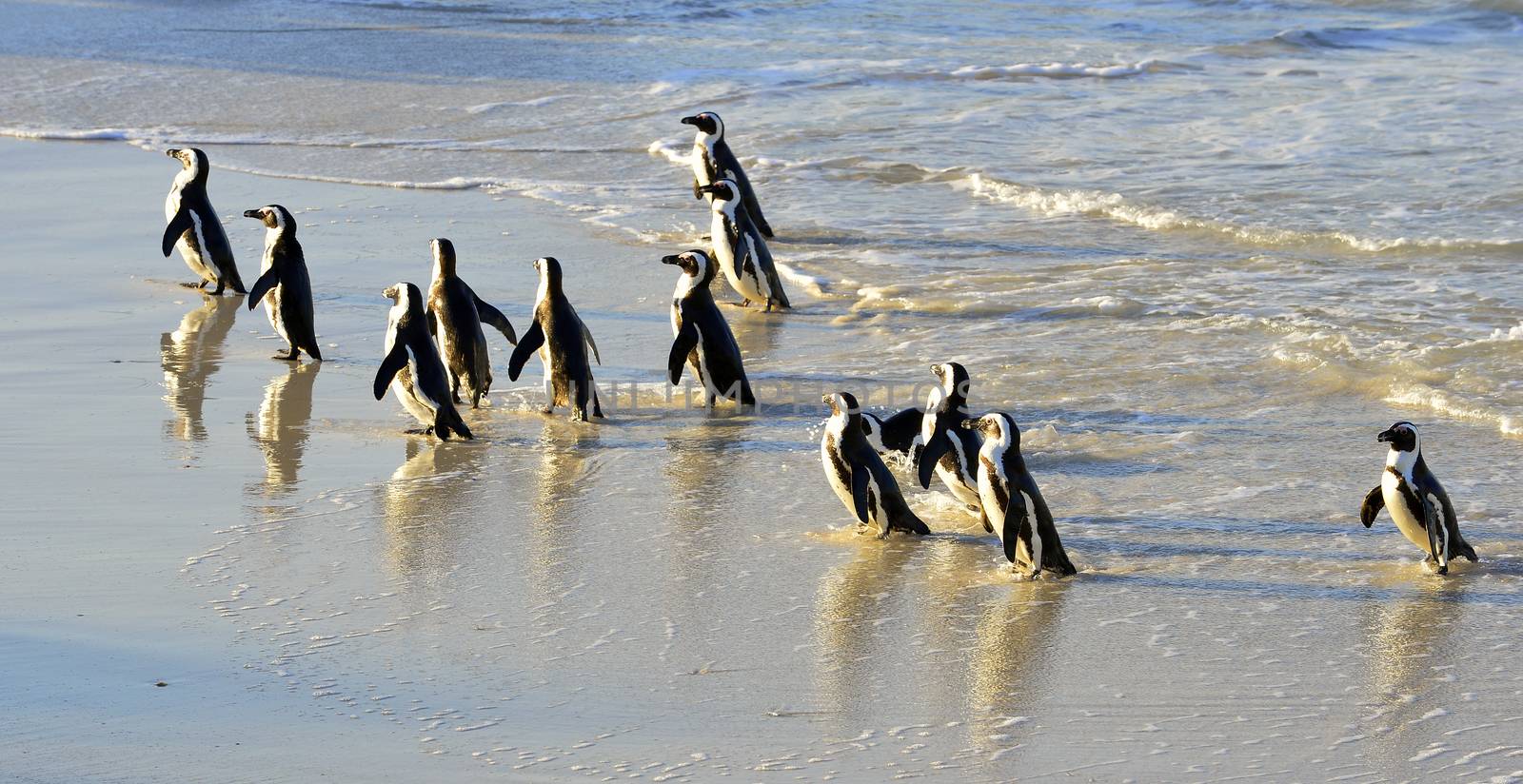 Walking  African penguins (spheniscus demersus) at the Beach. South Africa