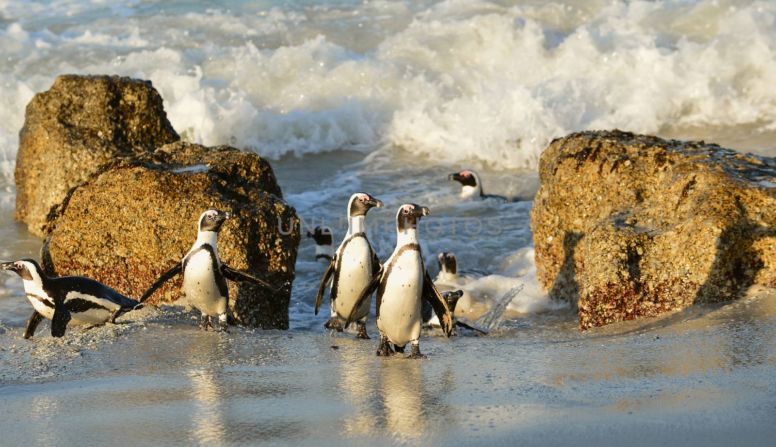 Walking  African penguins (spheniscus demersus) at the Beach. South Africa